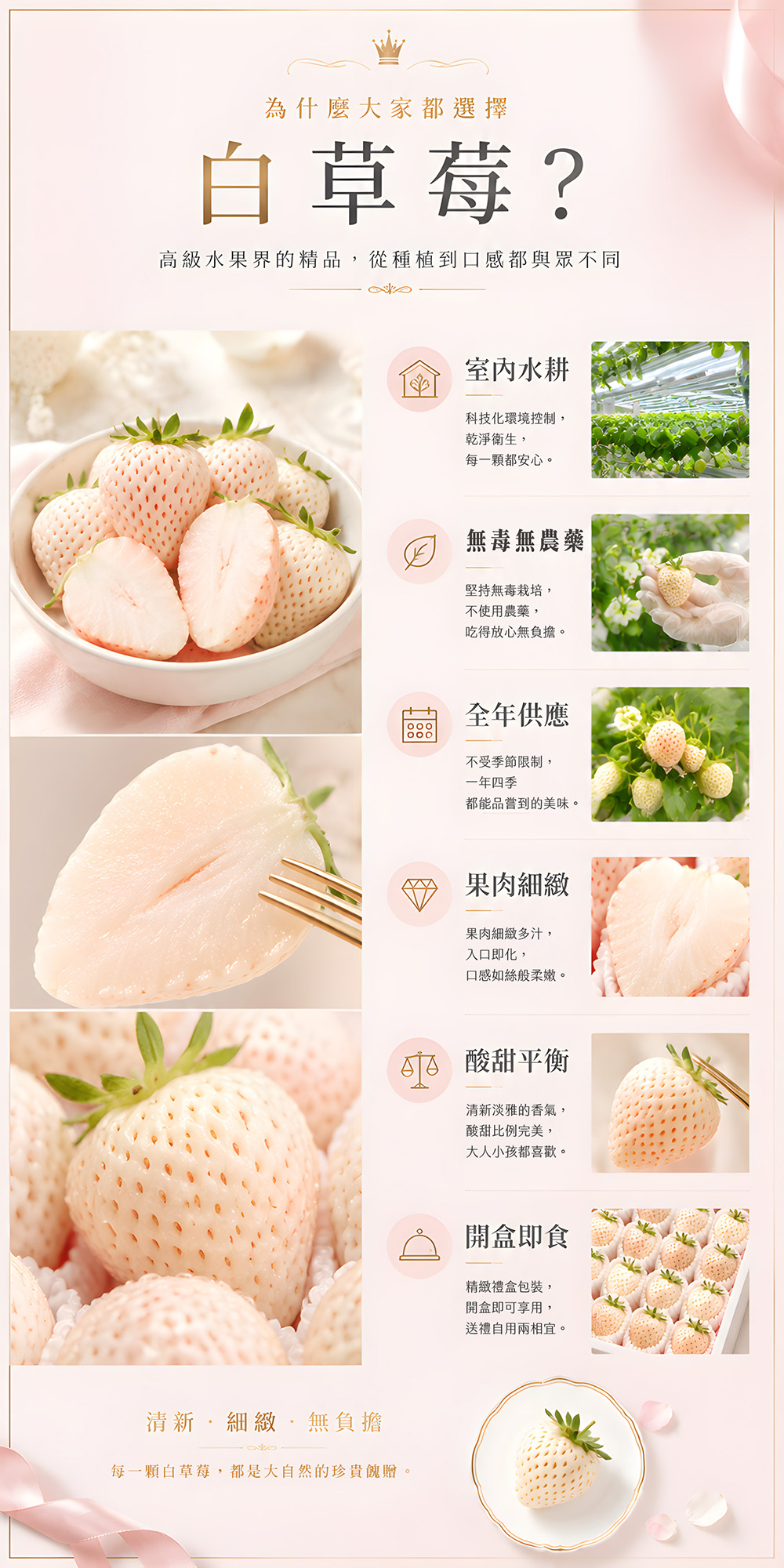 白草莓 500g 介紹 2