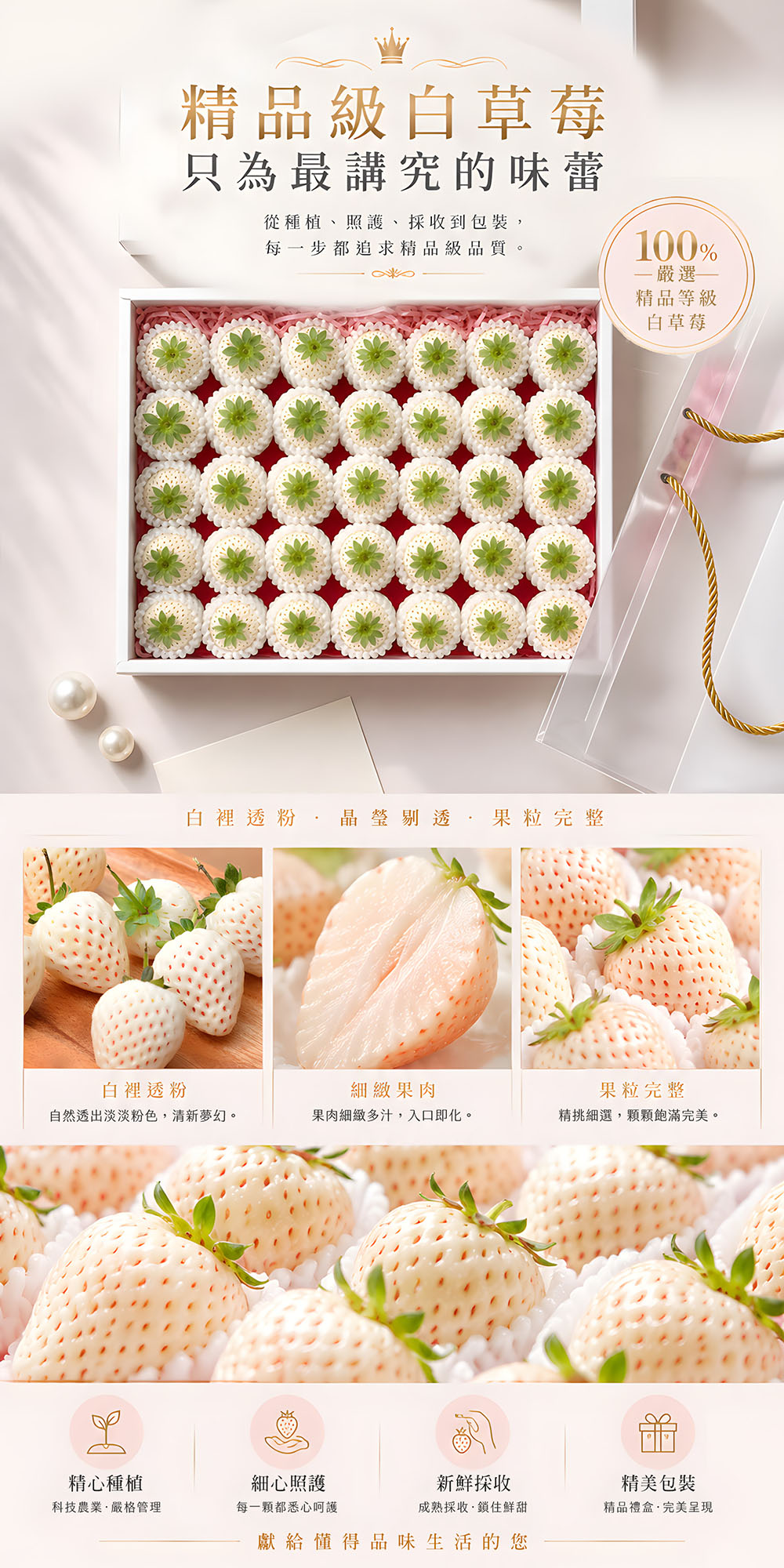 白草莓 500g 介紹 3