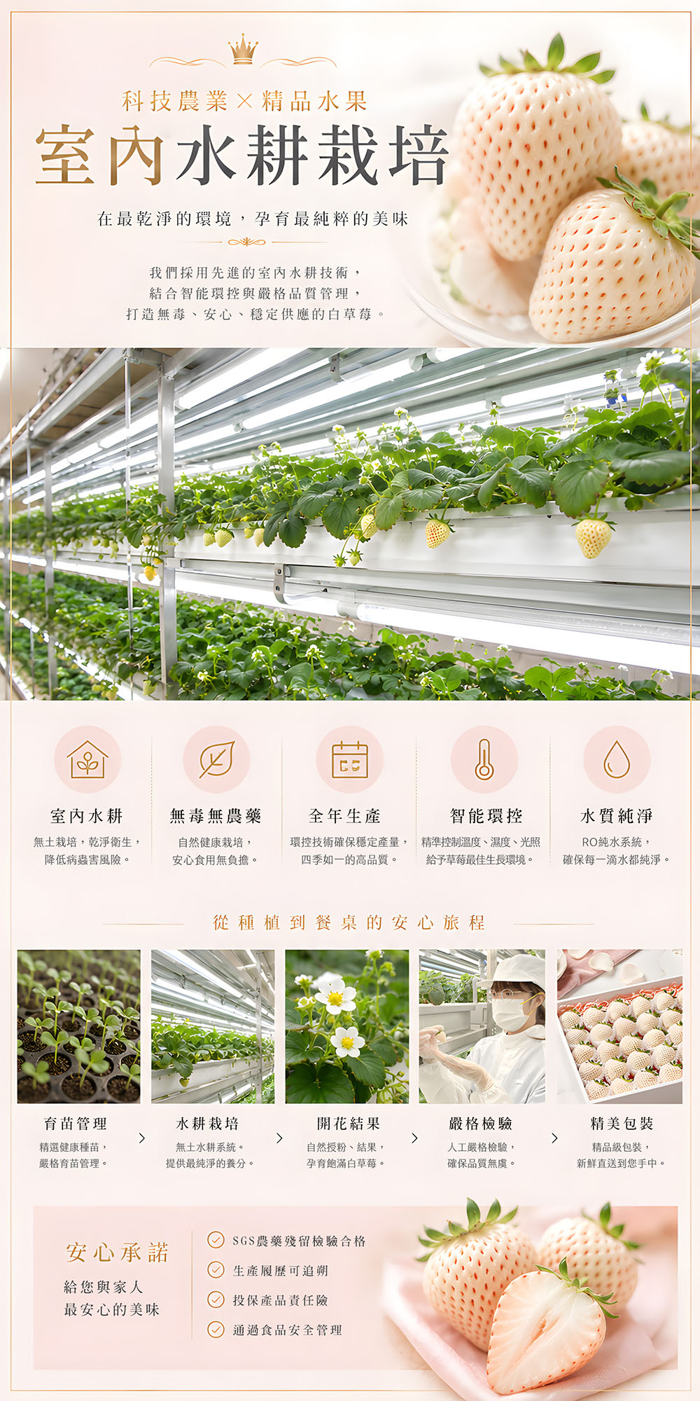 白草莓 500g 介紹 4